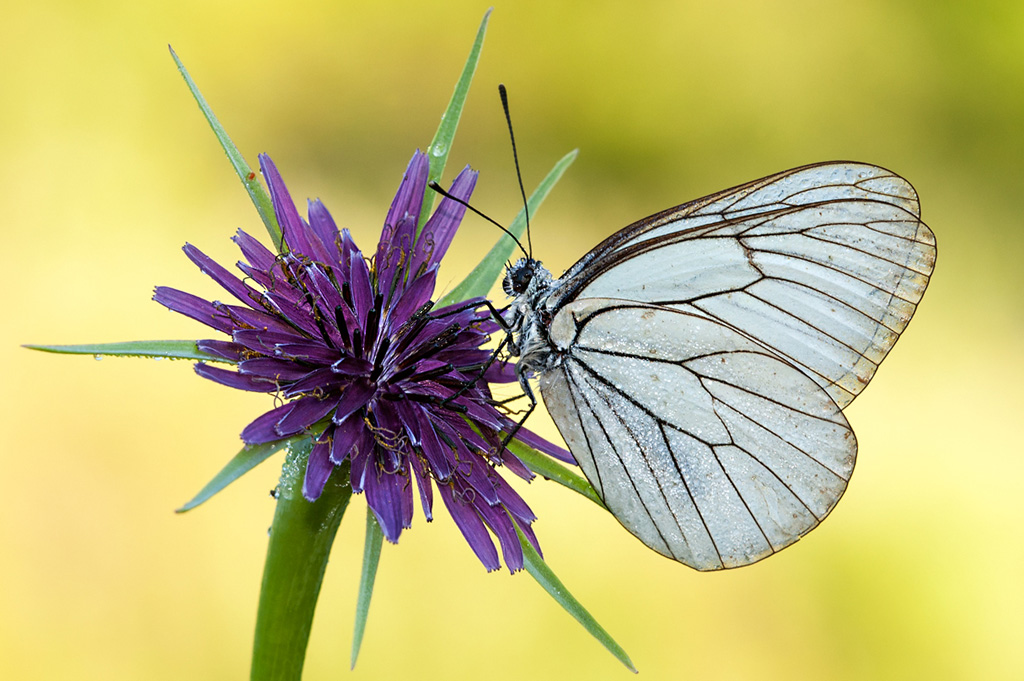 Tragopogon porrifolius / Barba di Becco violetta